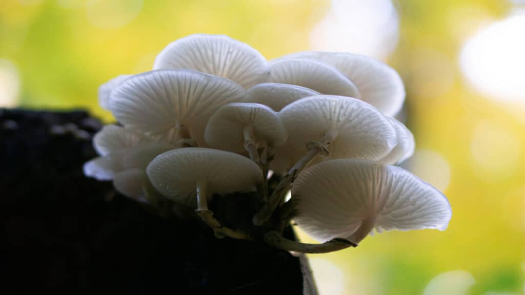 Mushrooms growing from the ground