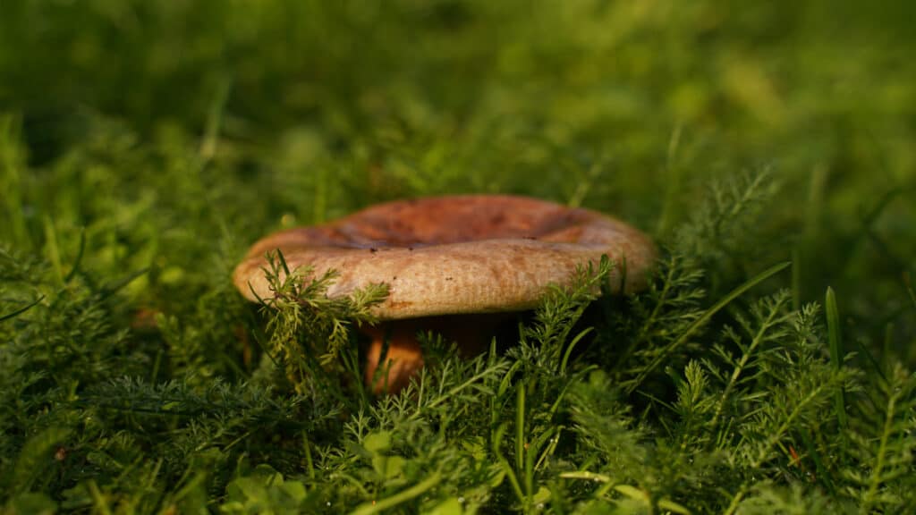 Mushroom growing on green grass